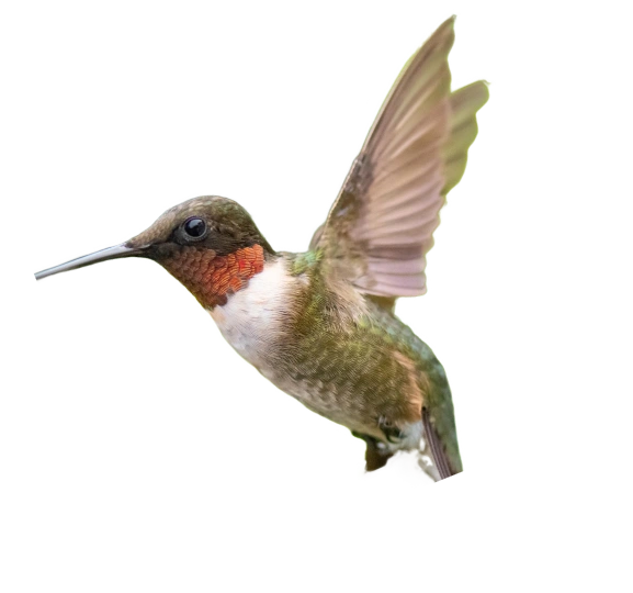 Bird background icon